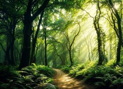Las, Drzewa, Ścieżka, Paprocie, Promienie słońca
