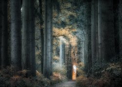 Ścieżka wśród wysokich drzew w lesie