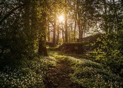 Ścieżka wśród zawilców w wiosennym lesie