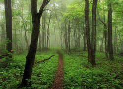 Ścieżka wśród zielonych roślin w zamglonym lesie