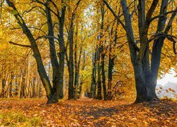 Drzewa, Jesień, Pożółkłe, Liście, Ścieżka