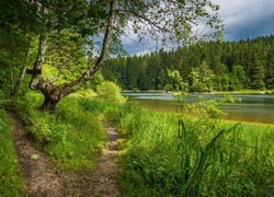 Ścieżki przy leśnym jeziorze