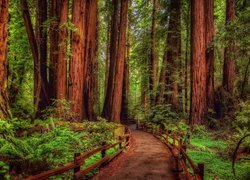 Stany Zjednoczone, Kalifornia, Las, Drzewa, Sekwoje, Paprocie, Droga, Park Narodowy Redwood