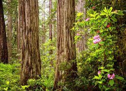 Stany Zjednoczone, Kalifornia, Park Narodowy Redwood, Drzewa, Sekwoje, Różanecznik