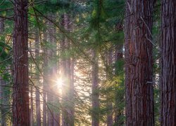 Las, Drzewa, Sekwoje kalifornijskie, Promienie słońca, Te Mata Park, Region Hawkes Bay, Nowa Zelandia