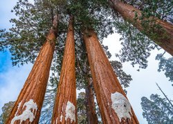 Stany Zjednoczone, Kalifornia, Las, Drzewa, Sekwoje, General Grant Grove, Park Narodowy Kings Canyon