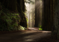 Sekwoje przy drodze w kalifornijskim Parku Narodowym Redwood
