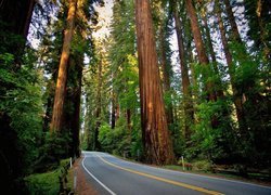 Sekwoje przy drodze w Parku Narodowym Redwood w Kalifornii