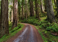 Sekwoje przy drodze w Parku Narodowym Redwood