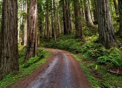 Stany Zjednoczone, Kalifornia, Park Narodowy Redwood, Las, Droga, Sekwoje, Paprocie