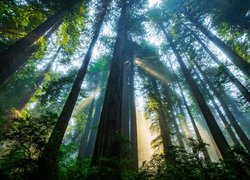 Sekwoje w kalifornijskim Parku Narodowym Redwood