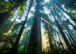 Las, Drzewa, Sekwoje, Światło, Słoneczne, Park Narodowy Redwood, Stan Kalifornia, Stany Zjednoczone