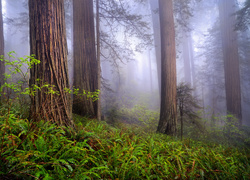 Stany Zjednoczone, Kalifornia, Park Narodowy Redwood, Las, Drzewa, Mgła, Paprocie, Sekwoje