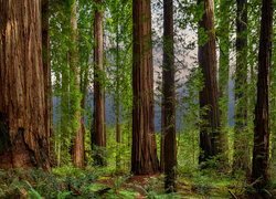 Sekwoje w Parku Narodowym Redwood