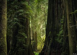 Stany Zjednoczone, Kalifornia, Park stanowy Jedediah Smith Redwoods, Drzewa, Sekwoje