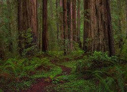 Sekwoje w parku stanowym Jedediah Smith Redwoods