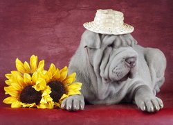 Shar pei w kapeluszu obok słoneczników