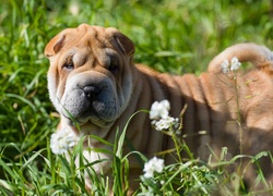 Shar pei wyleguje się wśród kwiatów na łące