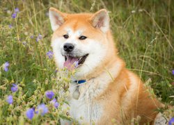 Shiba inu na łące