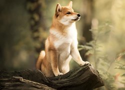 Shiba inu oparty łapkami o pień