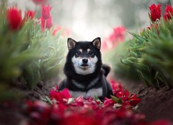 Shiba inu pośród tulipanów