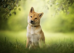 Shiba inu siedzi na łące