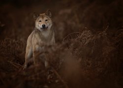 Shiba inu w zaroślach