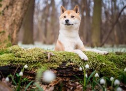 Shiba inu, Omszały, Pień