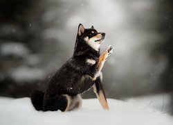 Pies, Shiba inu, Śnieg, Rozmyte, Tło