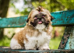 Pies, Shih tzu, Szczeniak, Różowe, Gumki, Ławka