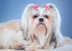 Piesek, Shih tzu, Kokardki