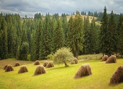 Siano na ostwiach obok lasu