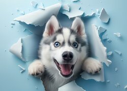 Pies, Siberian husky, Dziura, Ściana, Niebieska