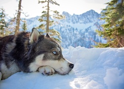 Siberian husky i jego śnieżna poduszka