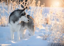 Siberian husky, Pies, Zima, Rośliny