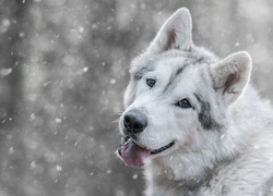 Siberian Husky, Śnieg