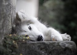 Siberian husky leżący pod murem