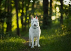 Siberian husky, Las, Ścieżka