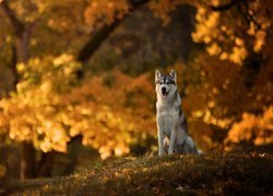 Pies, Siberian husky, Polana, Park