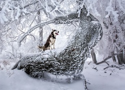 Siberian husky na pniu drzewa w zaśnieżonym lesie