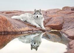 Leżący, Pies, Siberian husky, Skała, Woda, Odbicie