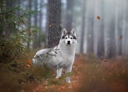 Siberian husky obok drzewa