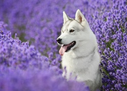 Siberian Husky, Lawenda