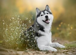 Siberian husky przy białych kwiatach