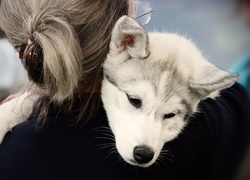 Siberian husky przytulony do kobiety