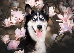 Siberian husky w kwiatach magnolii