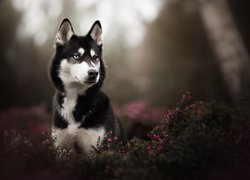 Siberian husky w kwiatach