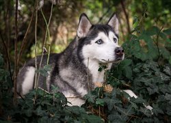 Siberian husky w liściach bluszczu