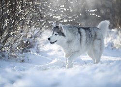 Pies, Siberian husky, Śnieg