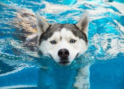 Płynący, Siberian husky, Woda